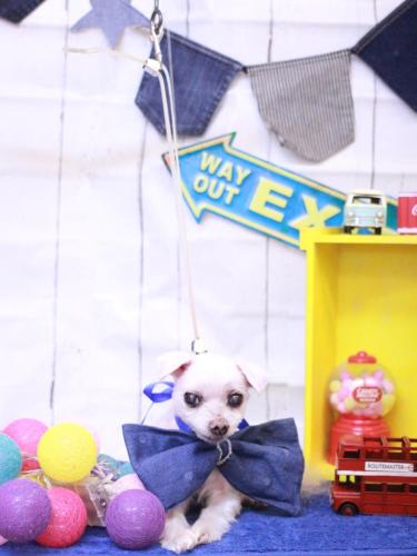 20230401ハチくん